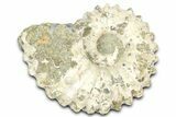 Bumpy Ammonite (Douvilleiceras) Fossil - Madagascar #361131-1